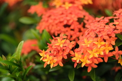 道端の花その１