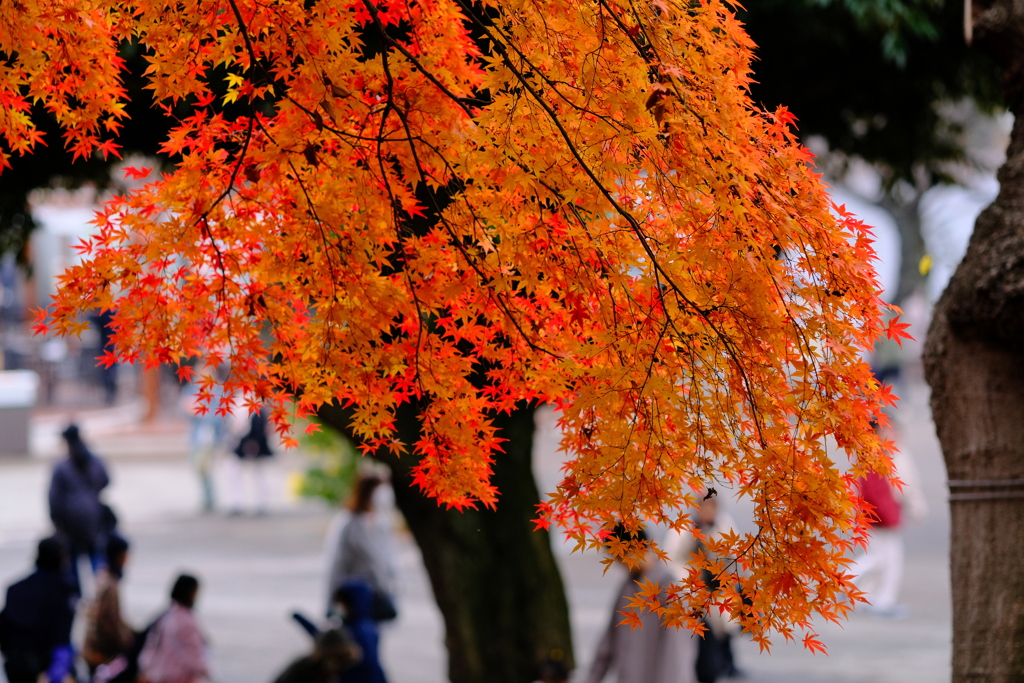 上野動物園の紅葉その２
