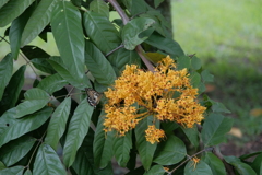 道端の花ふたたび