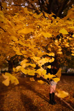 色付き最高の銀杏