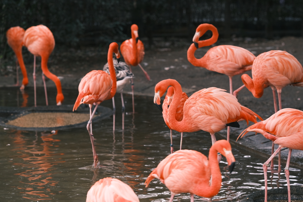 良い色つきのフラミンゴ達