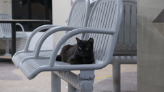くつろぐ黒猫