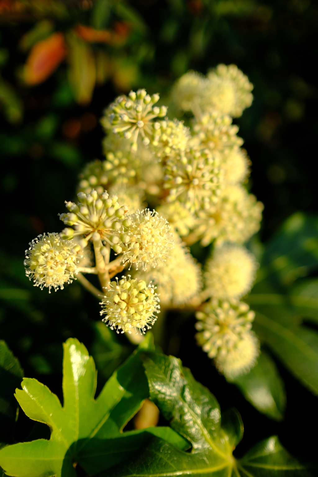 DSCF9204
