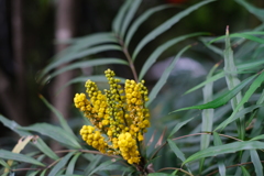 見知らぬ黄色い花