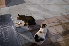 お食事中失礼します