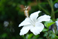 セントーサ島の花その２