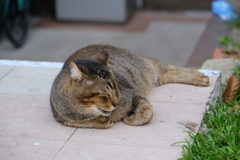 起きてるところ見たことない猫