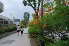 道端の花ふたたび⑤