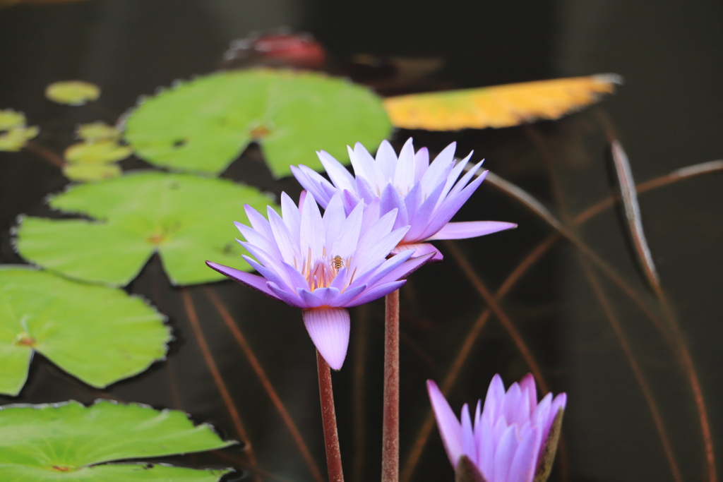Water Lilies