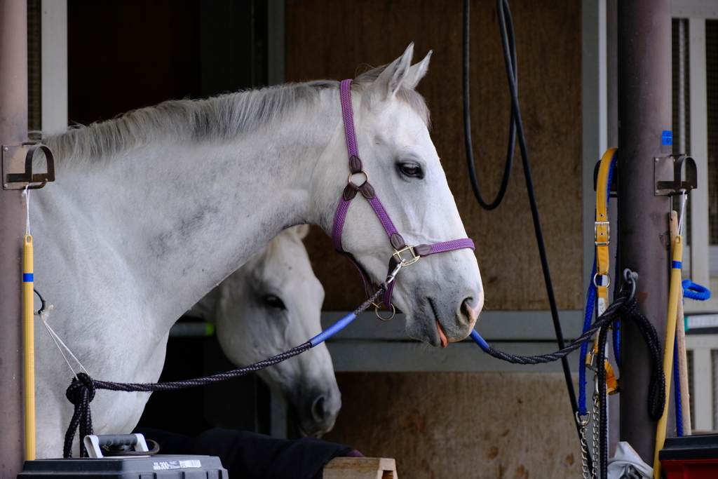 ベロをしまい忘れてる