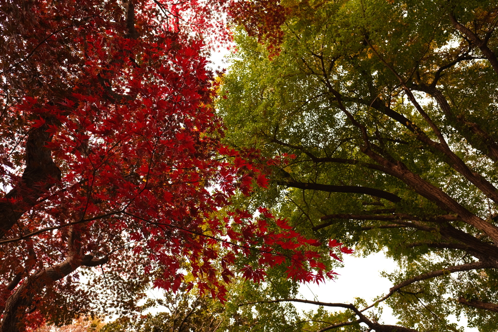 道向かいで色付き全然違う