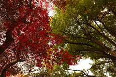 道向かいで色付き全然違う