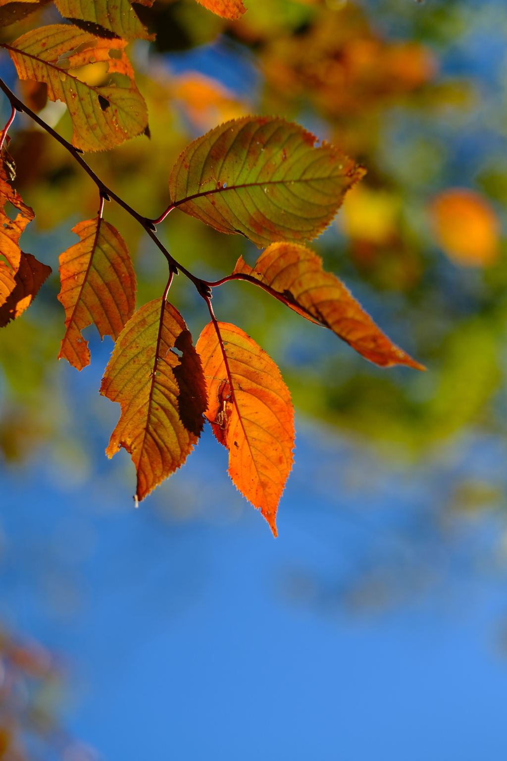 晩秋か初冬か…