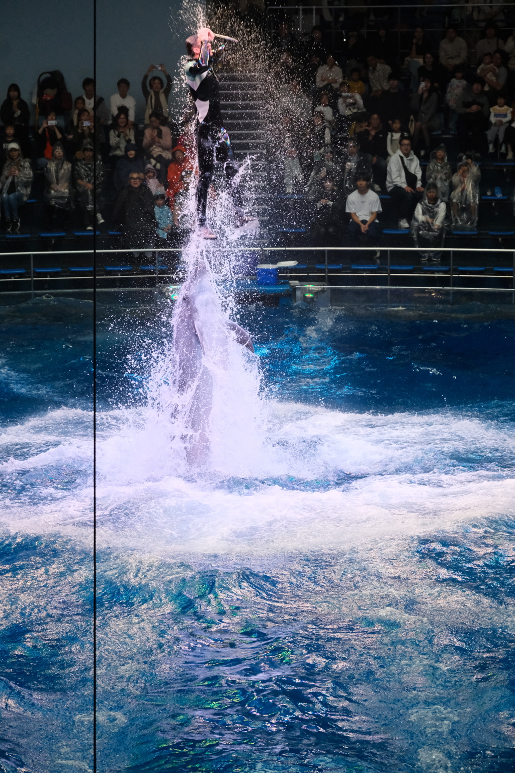 イルカショー