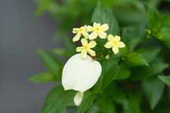 道端の花その３