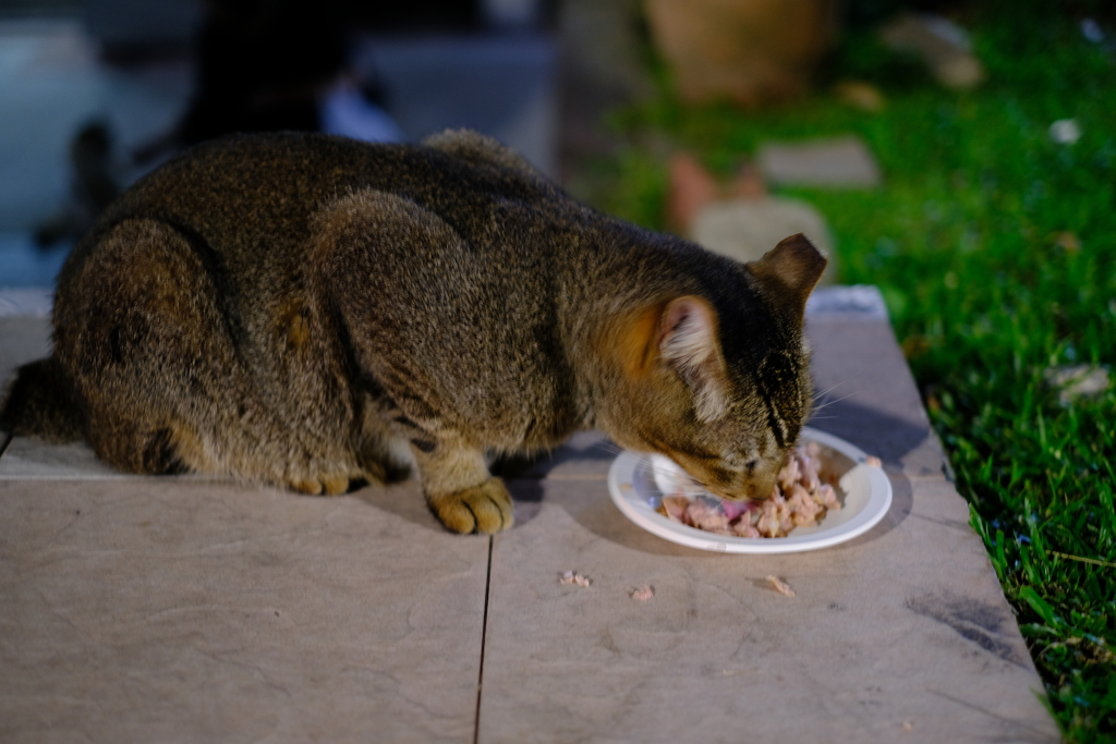 食事チュー