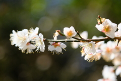 梅その２