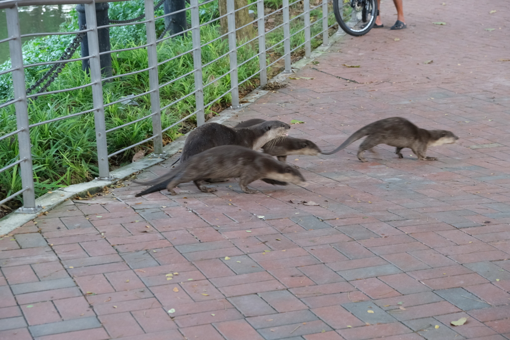 Otters