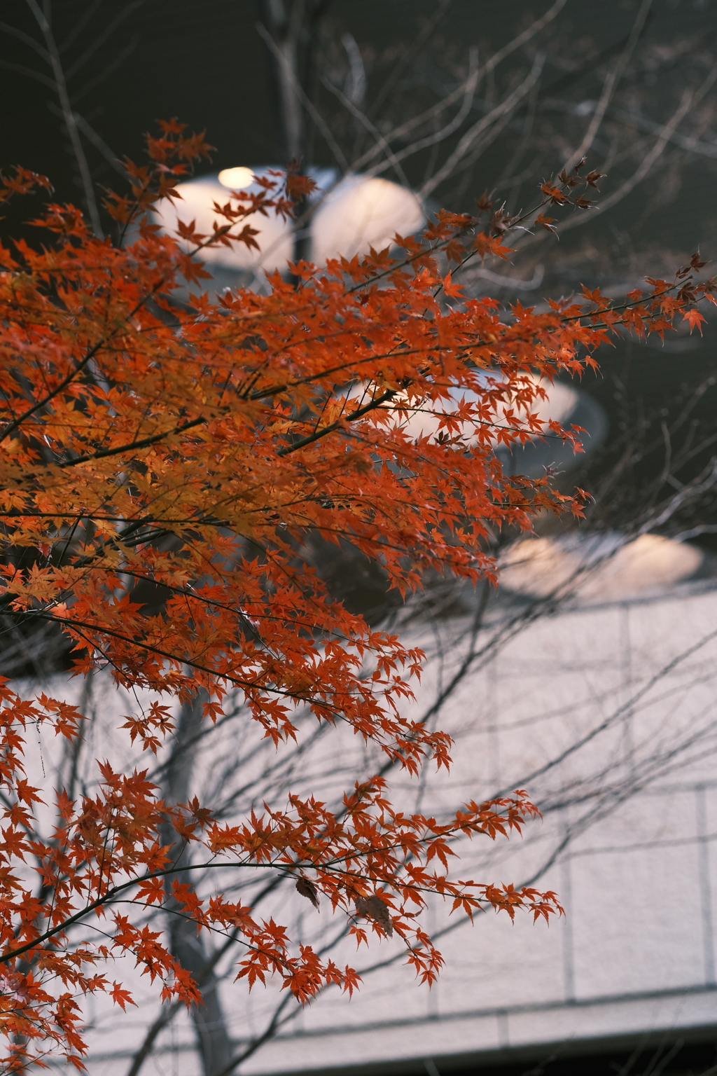 新宿副都心の紅葉