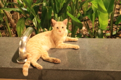 Red tabby cat