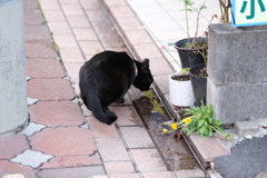 みずたまりだけど