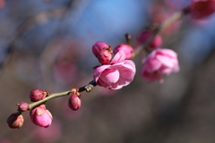 ピンク色の梅
