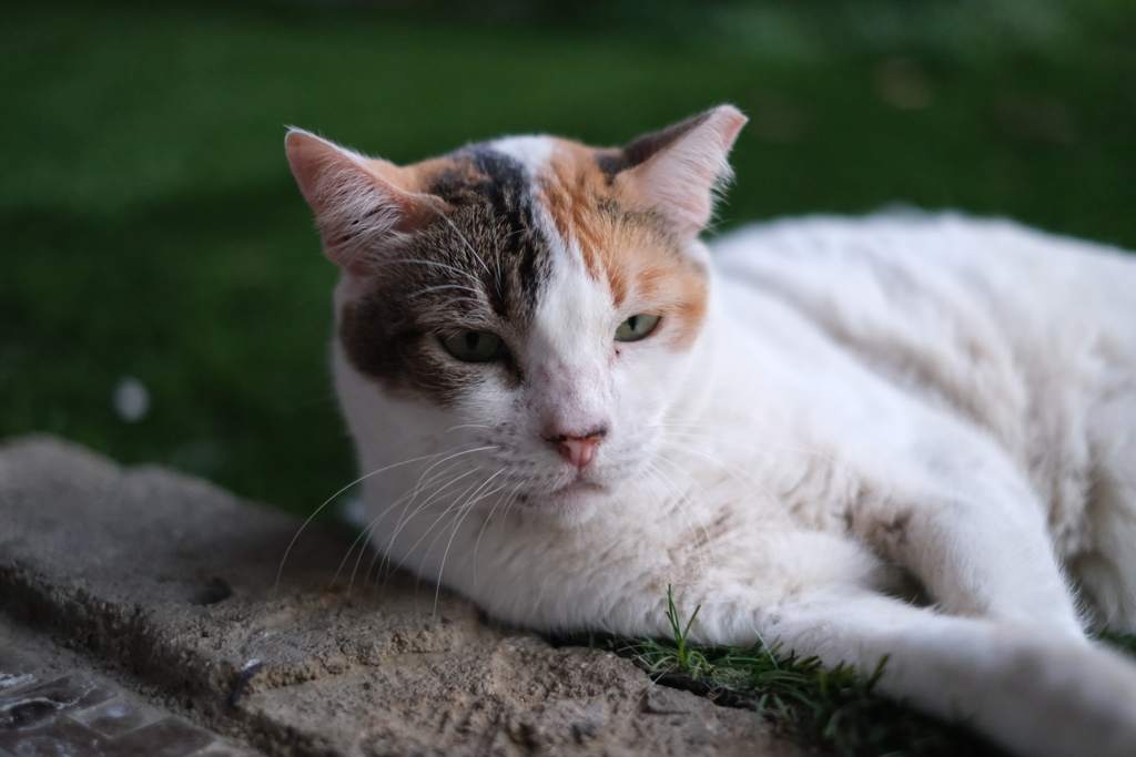起こされた猫