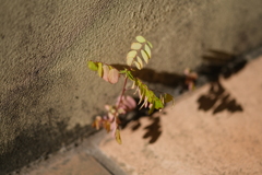 玄関の健気な雑草