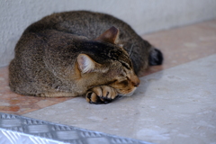 セルフ腕枕