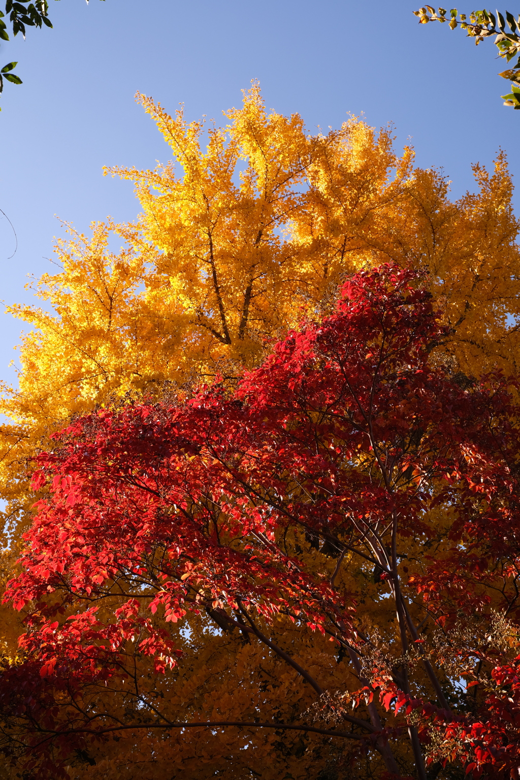 ツートンカラー