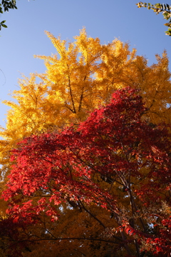 ツートンカラー