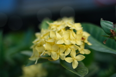 名前知りませんがよく見る花です・・・