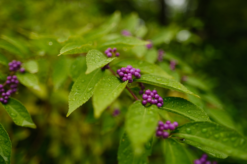 初めてみた紫色