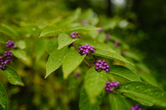 初めてみた紫色 初めてみた紫色