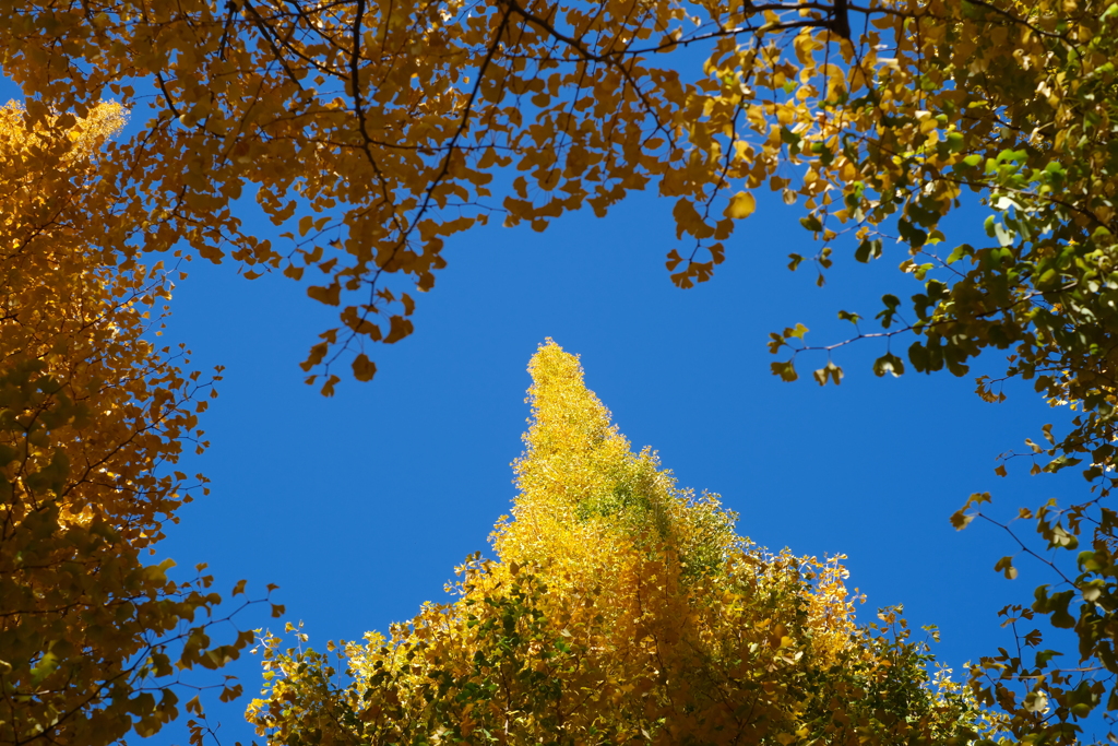 銀杏並木を囲んで