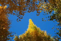 銀杏並木を囲んで