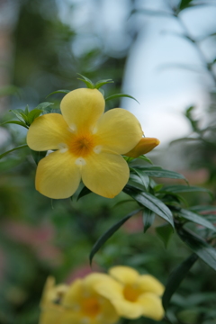 道端の花ふたたぶ②