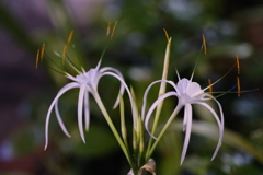 しゅっとした花