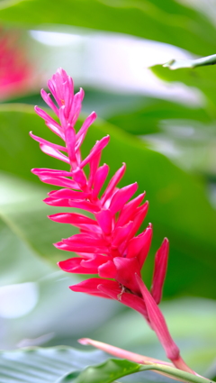 花なのでしょうか？