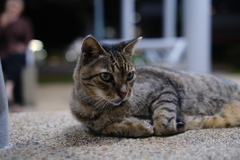 団地猫