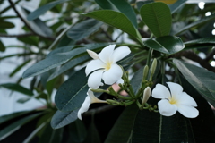 シンガポールで有名な花