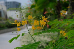 道端の花ふたたび④