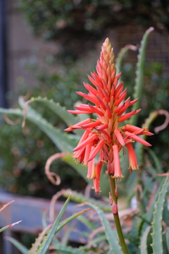 アロエの花でしょうか？