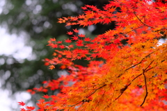 上野動物園の紅葉その３