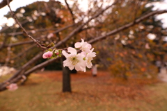 ここにきての桜