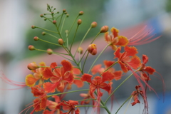 道端の花ふたたび③