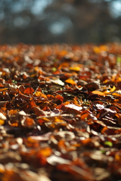 踏みしめるとよい音がします