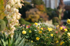 新宿御苑のバラ