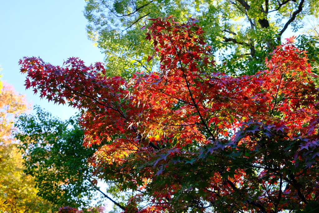 ここだけいい色