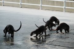 カワウソ君散歩